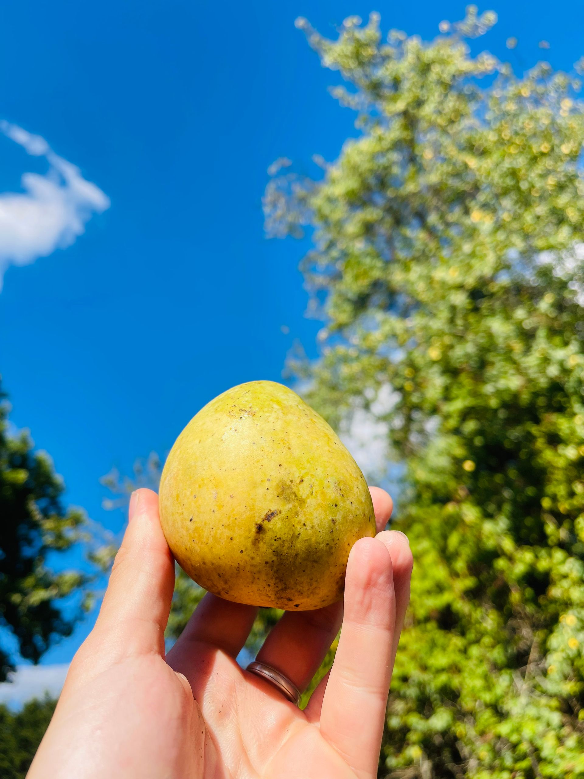 Bari 4 Mangoes Delicious Hybrid Mangoes MyExoticFruit The